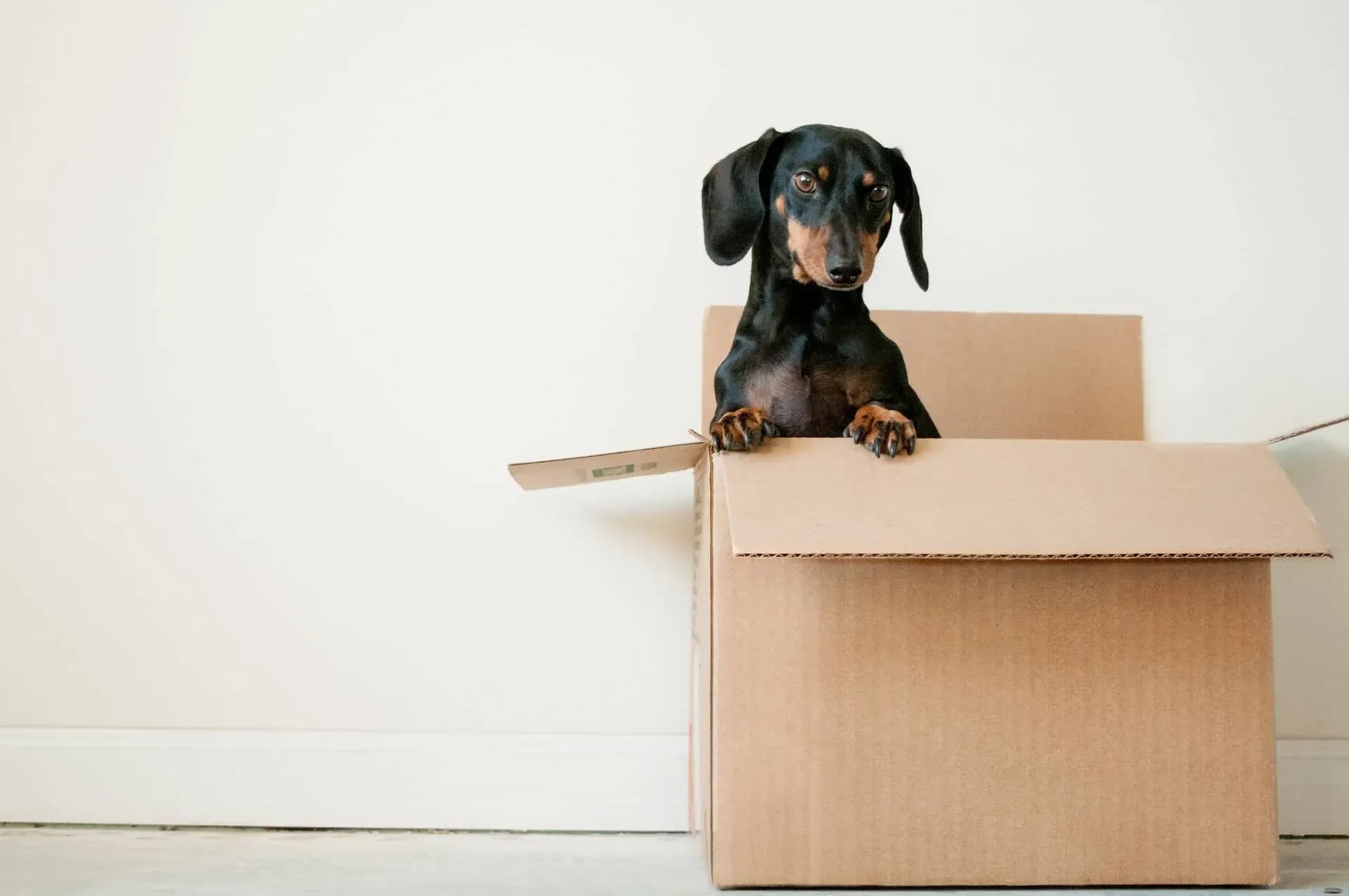 website laten verhuizen